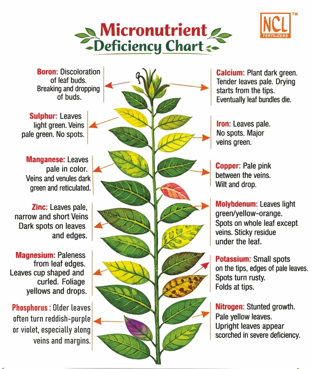 Micronutrient Deficiency Chart